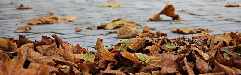 Autumnal flora