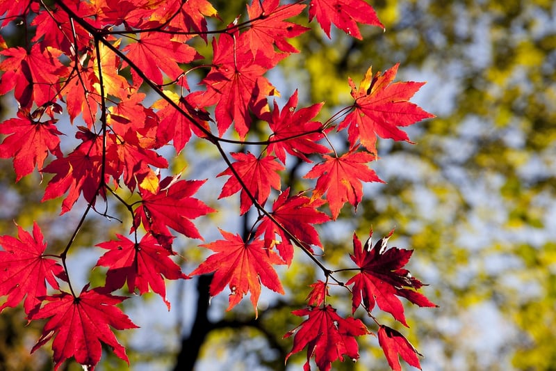 Fall Landscape