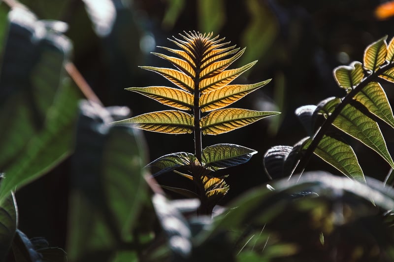 Green Leaves Plant